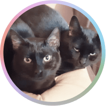 Cats - Papilon and Neron