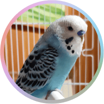 Parrot - Kiki